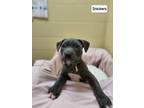 Adopt Snickers a Pit Bull Terrier, Mixed Breed