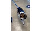 Adopt HOPPER RAYE a Beagle, Basset Hound