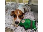 Adopt HENRY a Treeing Walker Coonhound, Mixed Breed