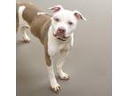 Adopt GODRIC a Pit Bull Terrier, Mixed Breed