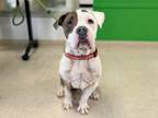 Adopt BAMBINO a Pit Bull Terrier
