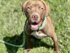 Adopt LARIMORE a Pit Bull Terrier