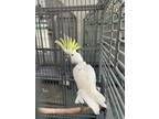 Adopt Hissy or Grumpy a Cockatoo