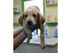 Adopt Hunter a Labrador Retriever, Beagle