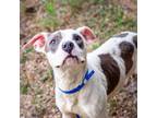 Adopt Scooby Snacks a American Staffordshire Terrier