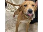 Adopt Sherlock Bones- 052903S a Labrador Retriever