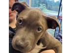 Adopt Radiohead 053002S a Pit Bull Terrier