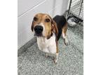 Adopt BANJO a Treeing Walker Coonhound, Mixed Breed