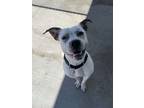 Adopt Otis a Cattle Dog, Mixed Breed