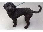 Adopt FRANKIE a Poodle, Mixed Breed