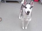 Adopt TOM NOOK a Husky, Mixed Breed