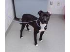 Adopt MR GUTSY a Bull Terrier, Mixed Breed