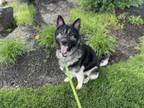Adopt HIRO a German Shepherd Dog, Mixed Breed