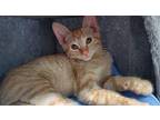 Scotch (fostered in Omaha) Domestic Shorthair Kitten Female