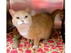 Adopt Pennywise a Domestic Short Hair