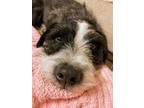 Adopt Deuce GCH a Parson Russell Terrier