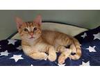 Butterball (fostered in Omaha) Domestic Shorthair Kitten Male