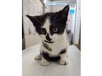 Domino Domestic Shorthair Kitten Male