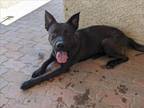 Adopt DROGO a Pit Bull Terrier, German Shepherd Dog