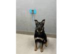 Adopt OSO a Rottweiler, Mixed Breed