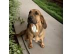 Adopt Spooky a Bloodhound