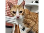 Adopt TIGGER in FOSTER a Domestic Short Hair