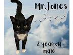Mr. Jones Domestic Shorthair Adult Male