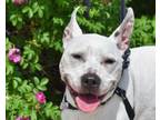Adopt Ruff a Pit Bull Terrier, Mixed Breed