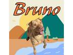 Adopt Bruno a Yellow Labrador Retriever, Shar-Pei