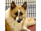 Adopt Aster Bluewish a Mixed Breed