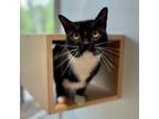 Adopt Luxray a Domestic Short Hair