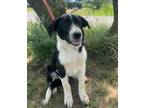 Adopt Newt a Border Collie, Great Pyrenees