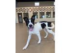 Adopt Colby Jack a Collie