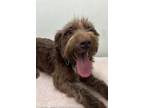 Adopt Buck a Wirehaired Terrier