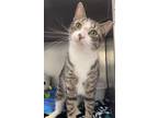 Adopt Beaugie a Domestic Short Hair