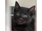 Adopt Larry a Domestic Short Hair