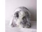 Adopt Hedwig a Holland Lop