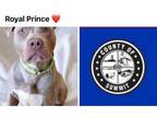 Adopt ROYAL PRINCE a Pit Bull Terrier