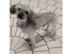 Adopt Ace a Poodle, Terrier