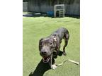 Adopt Soul a Pit Bull Terrier, Mixed Breed