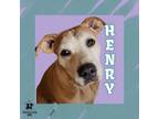 Adopt Henry a Mixed Breed