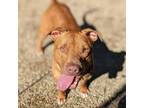 Adopt Odie a Mixed Breed
