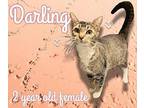 Darling Domestic Shorthair Adult Female