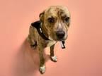 Adopt ROGER a Pit Bull Terrier, Mixed Breed