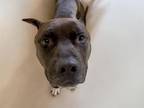 Adopt PABLO a Pit Bull Terrier
