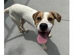 Adopt CHUCK a Pit Bull Terrier, Mixed Breed
