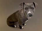 Adopt BLACKY a Pit Bull Terrier, Mixed Breed