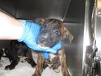 Adopt A430340 a Pit Bull Terrier