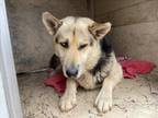 Adopt A432282 a German Shepherd Dog
