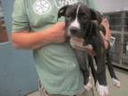 Adopt A432435 a Pit Bull Terrier, Mixed Breed